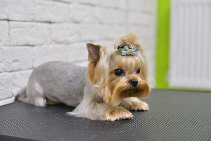 Груминг в Иркутске